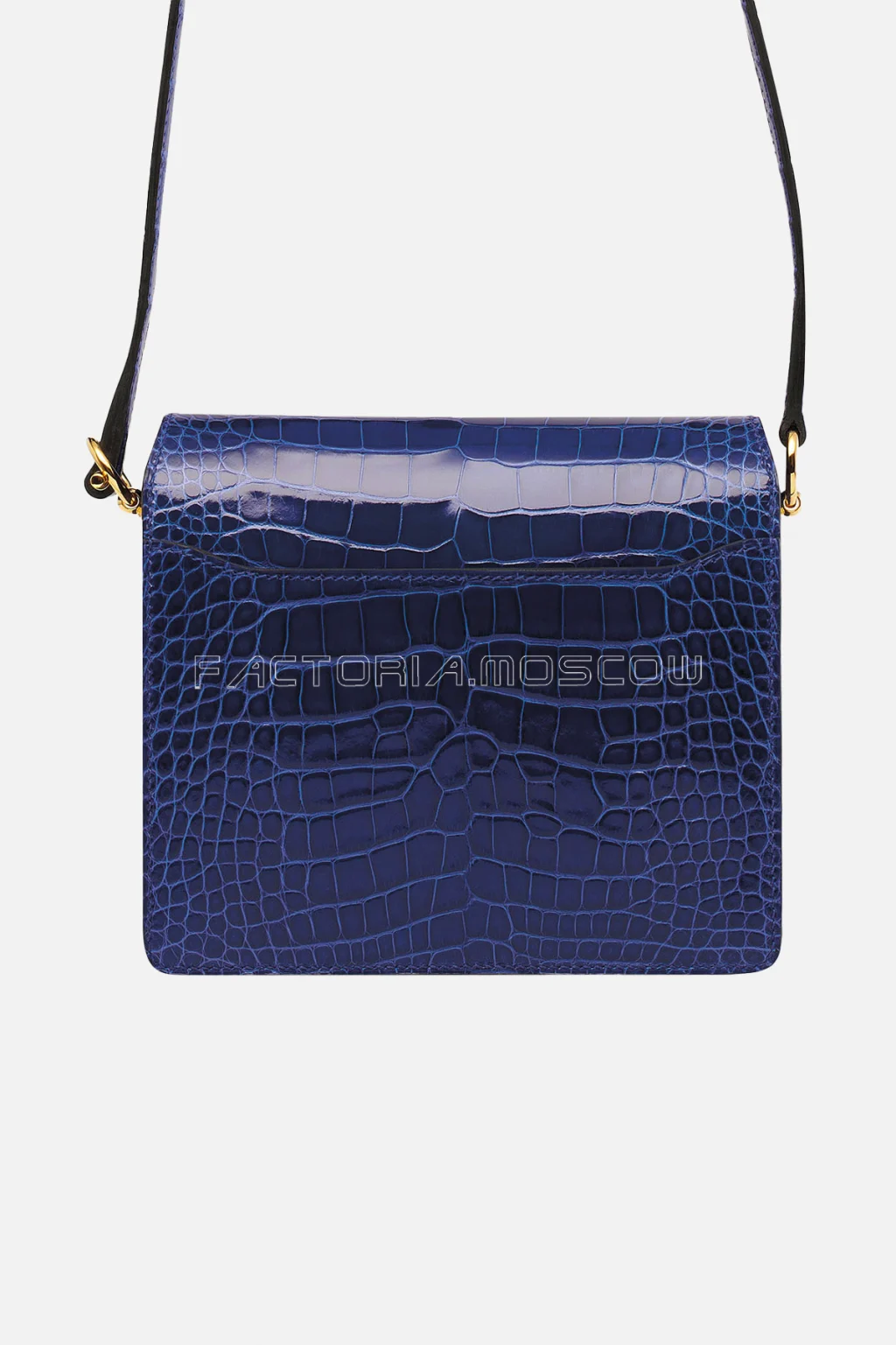Alligator