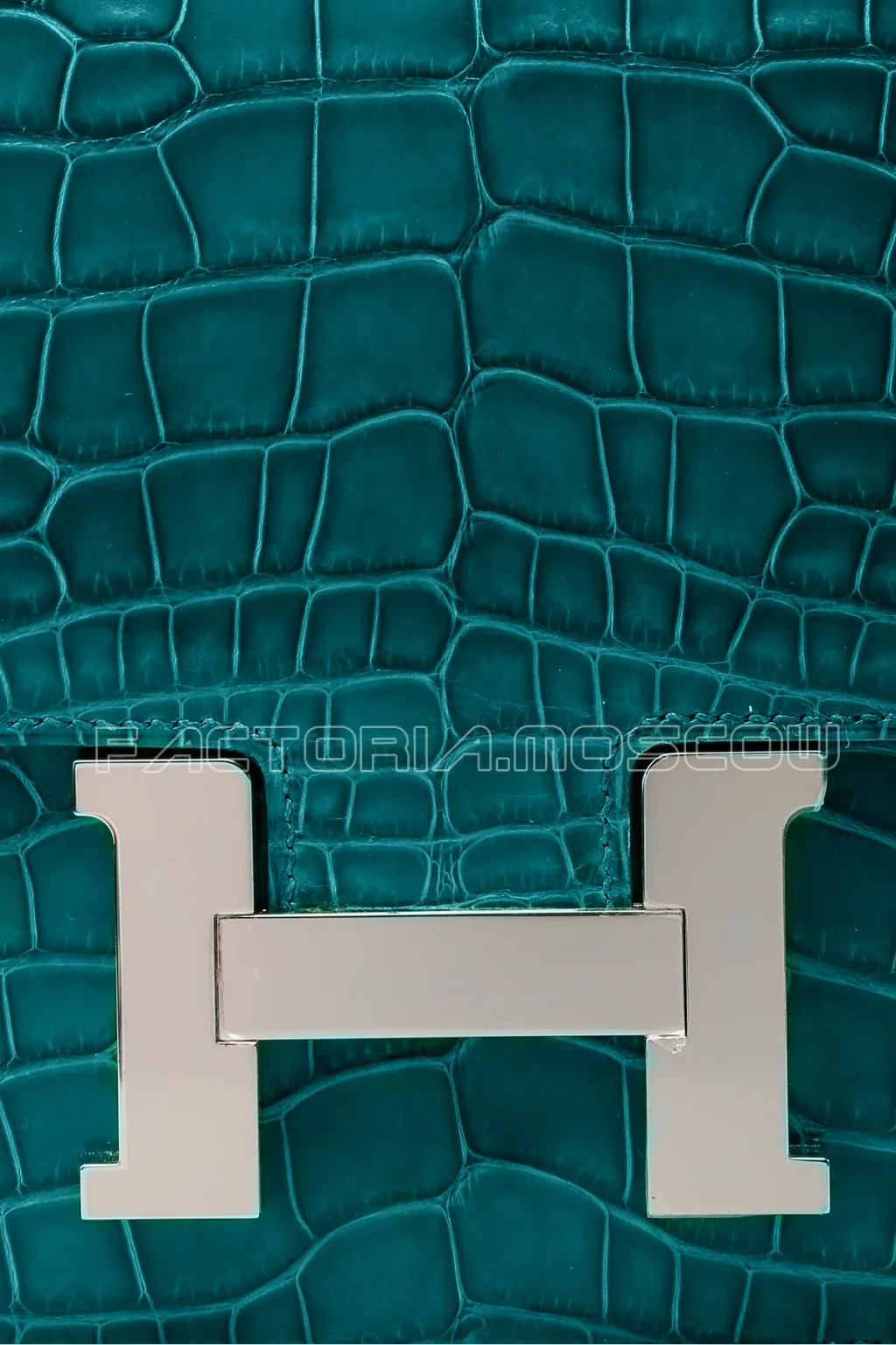 Alligator lisse